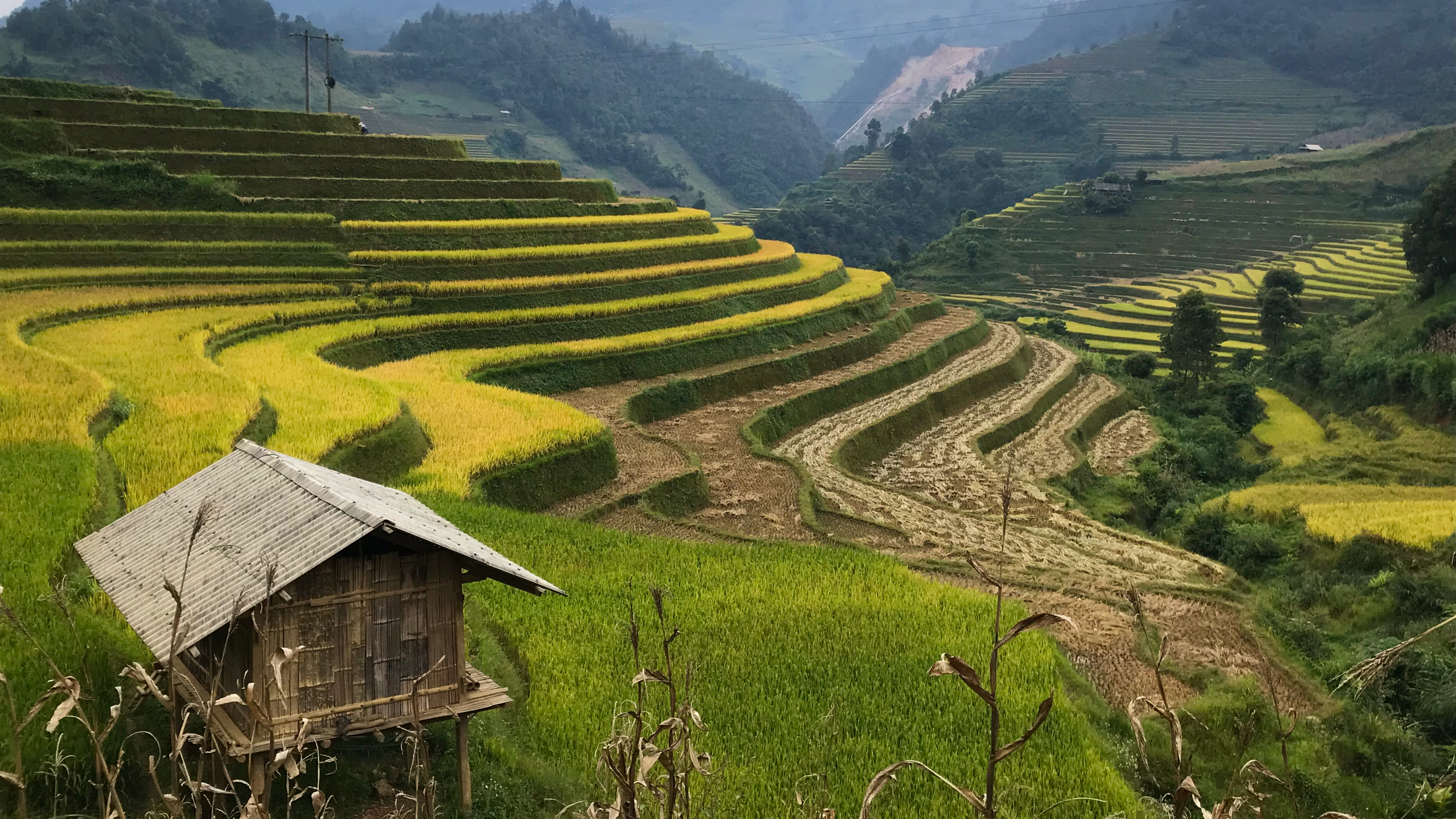Mu Cang Chai Rice Fields: Go Dig for Gold