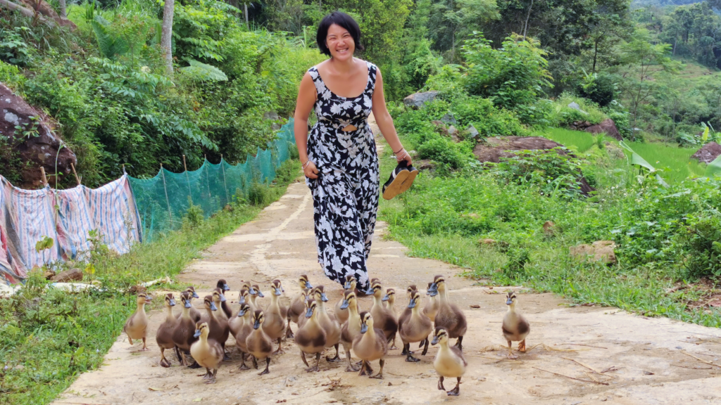 ducks in Pu Luong countryside, northern vietnam