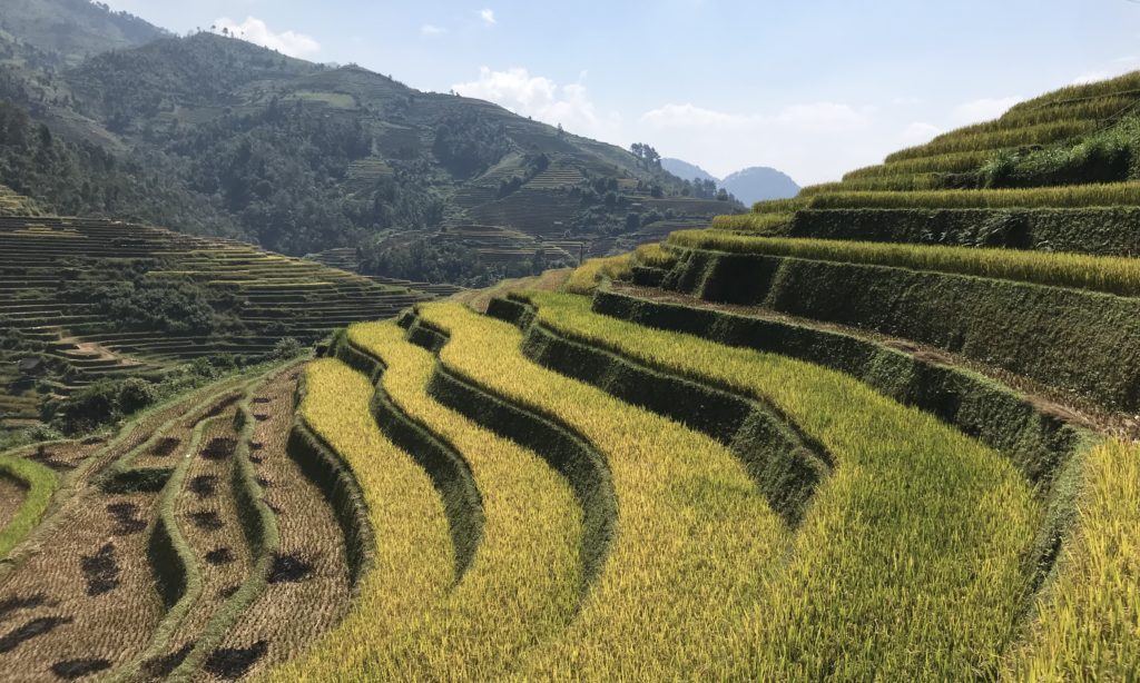 Golden rice fields in Mu Cang Chai, Northern Vietnam