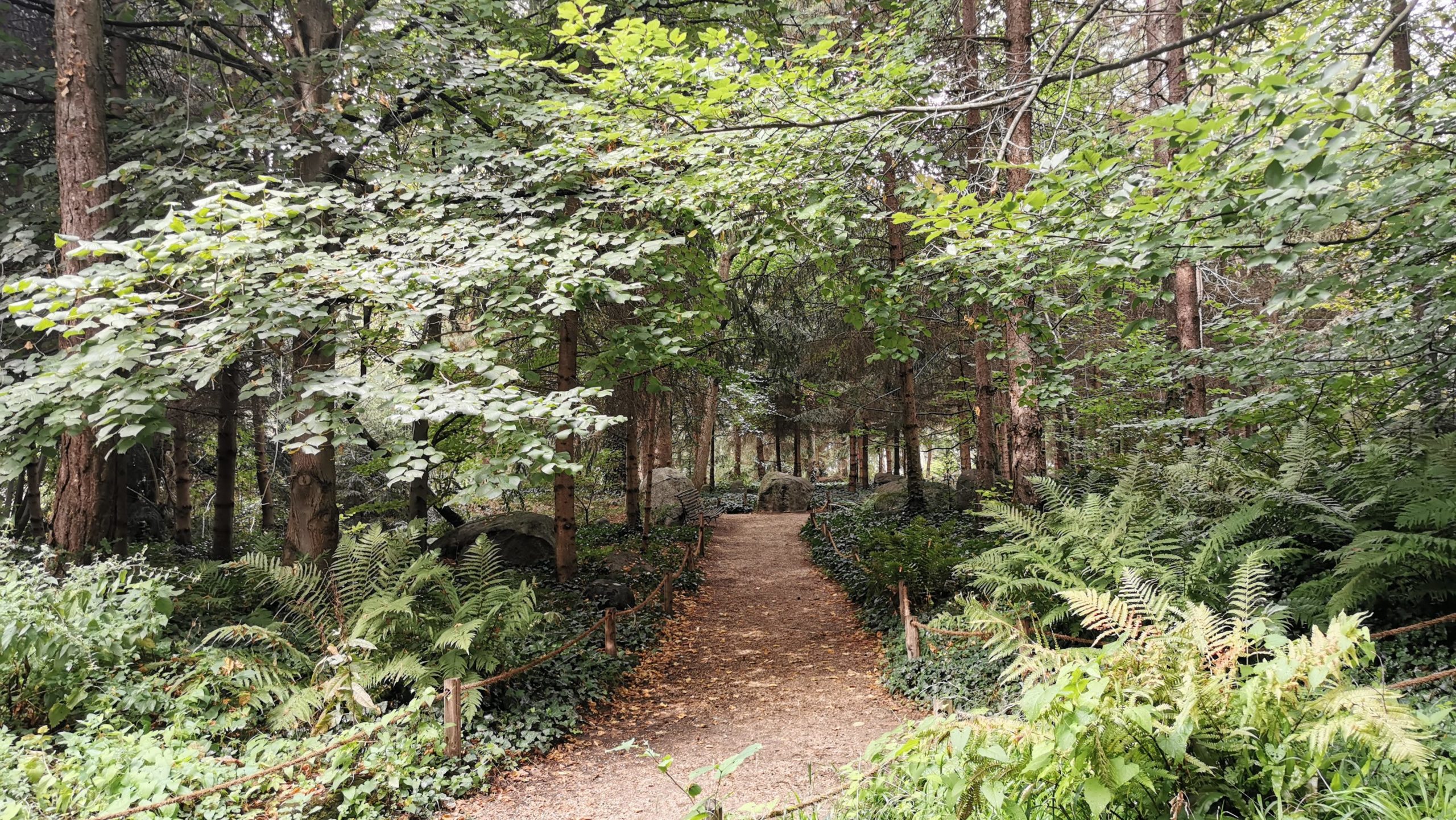 Forêt du jardin Albert Kahn