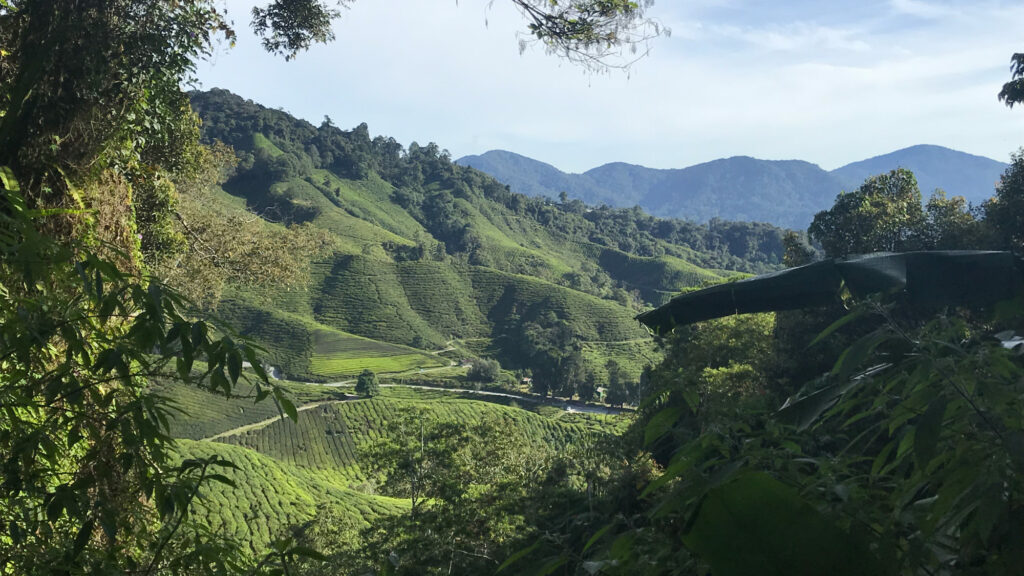 Cameron Highlands Plantations de Thé