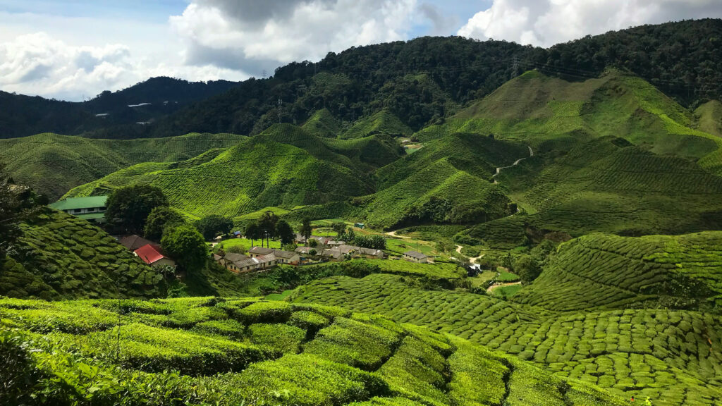 Plantations de thé à Cameron Highlands