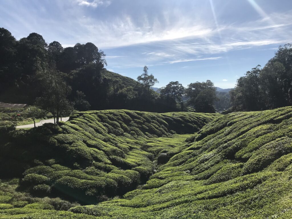 Cameron Highlands Plantations de Thé