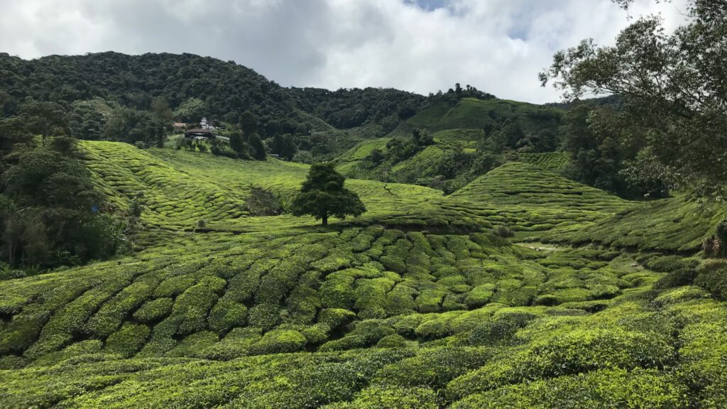 Champs de thé en Malaisie, Cameron Highlands