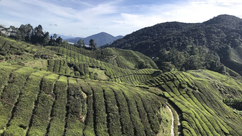 Cameron Highlands Plantations de Thé