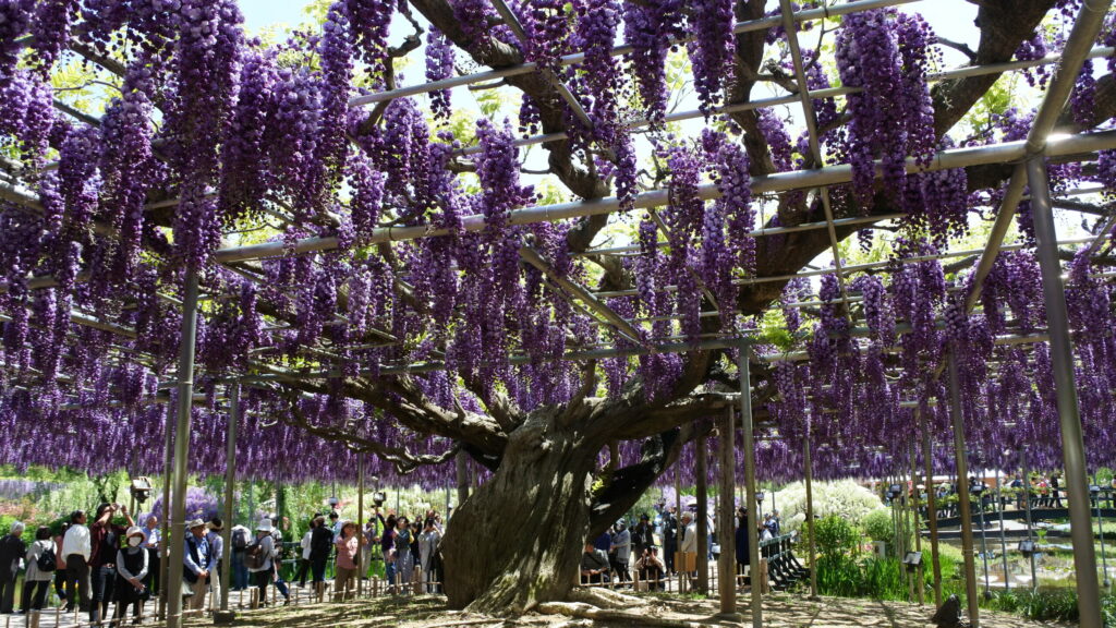 Gand arbre wisteria du parc Ashikaga