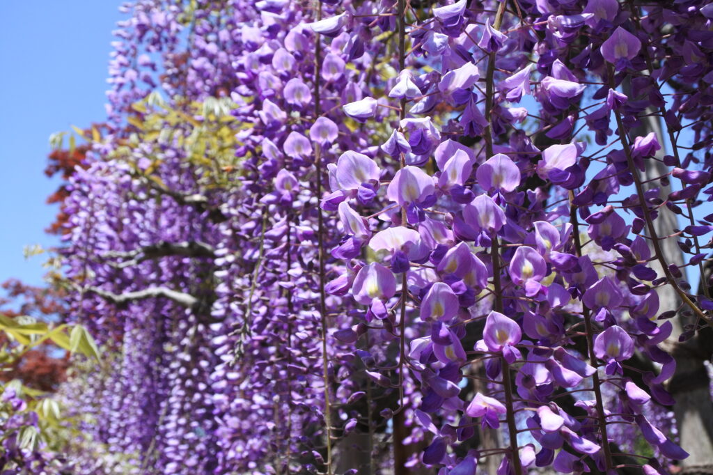 Glycine mauve Parc Ashikaga