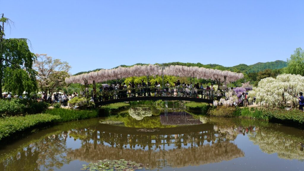 Pont de glycines roses au parc Ashikaga