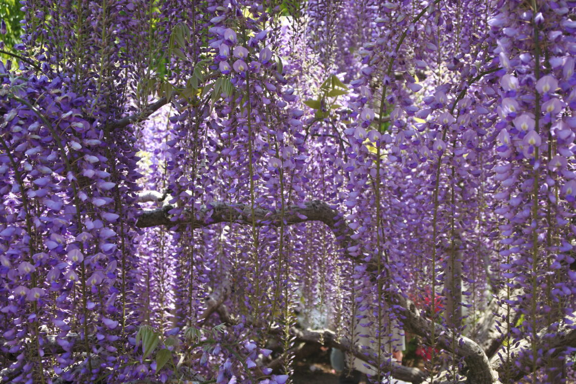 Glycine au Parc floral Ashikaga Japon