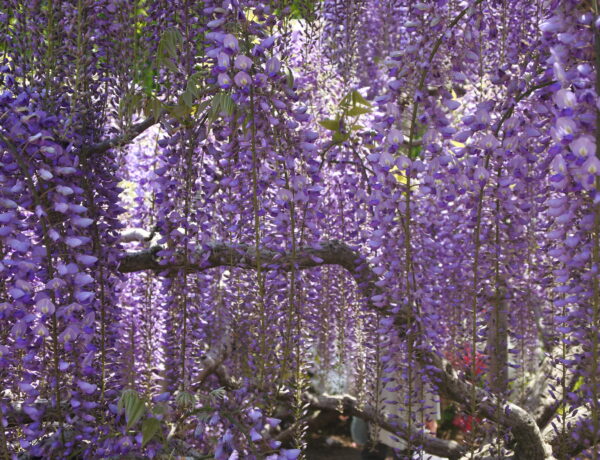 Glycine au Parc floral Ashikaga Japon