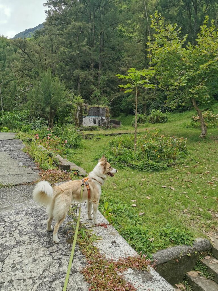 Dog at Hell-Bourg's Ancient Baths 