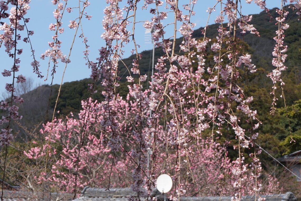 Saison des Sakura à Kyoto