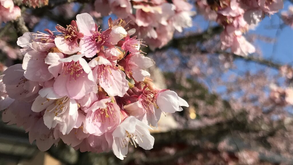 Floraison de sakura à Kyoto