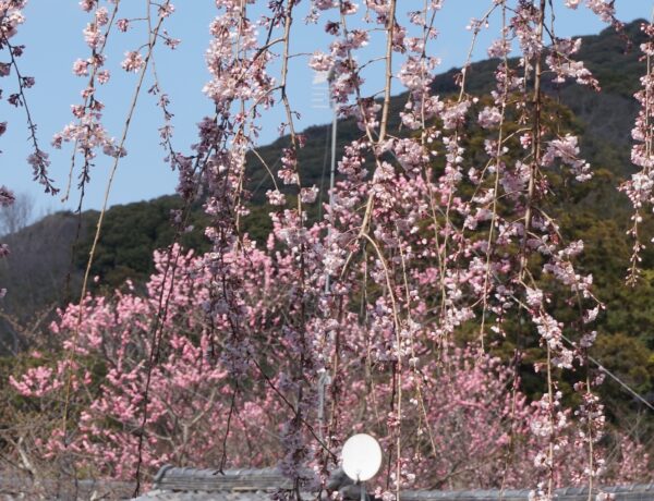 Saison des Sakura à Kyoto