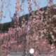 Saison des Sakura à Kyoto