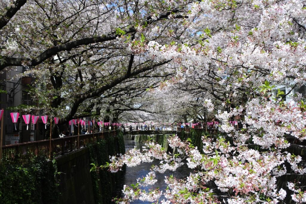 Floraison des sakura sur le fleuve Meguro à Tokyo, 2017.