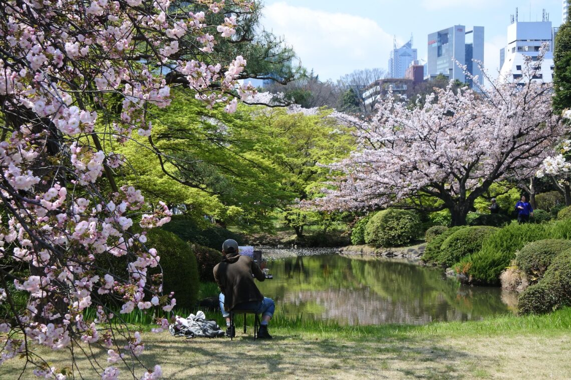 Hanami sakura in Kyoto