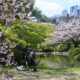 Hanami sakura in Kyoto