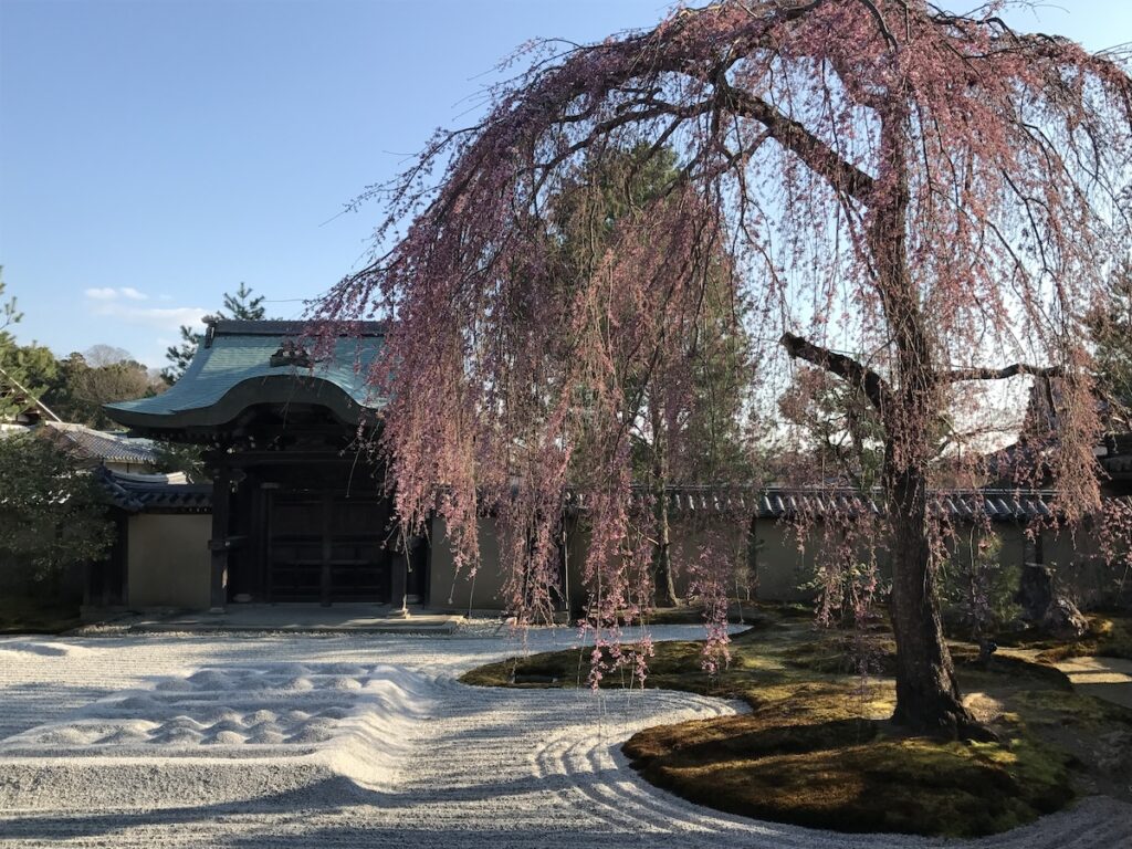 Shidare Sakura dans un jardin de sable à Kyoto, 2017.