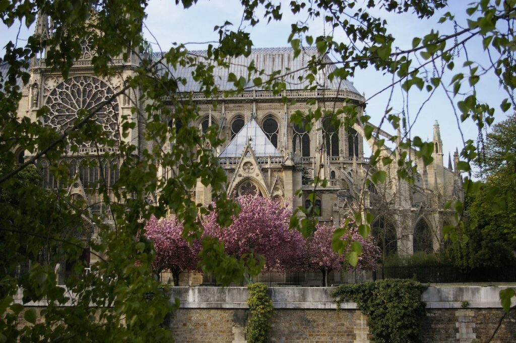 Cherry trees near Notre-Dame-de-Paris