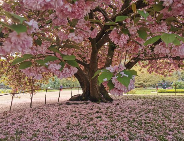 Jardin des Plantes Cherry tree pink flowers