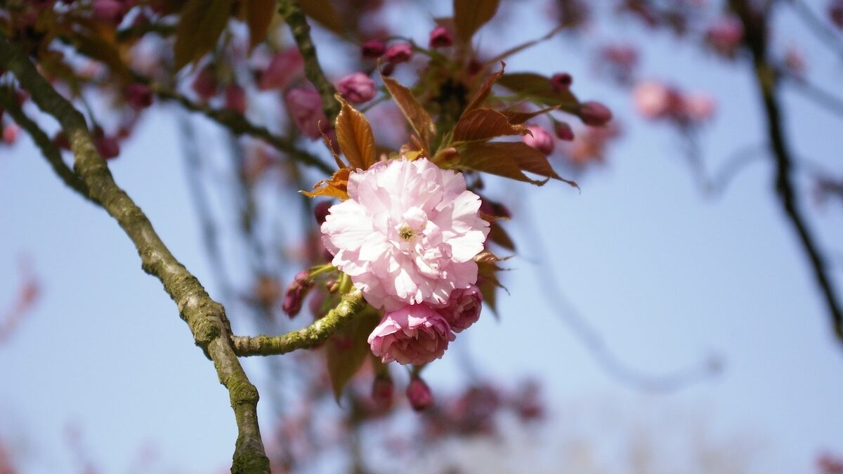 Sakura flower captured in Parc de Sceaux