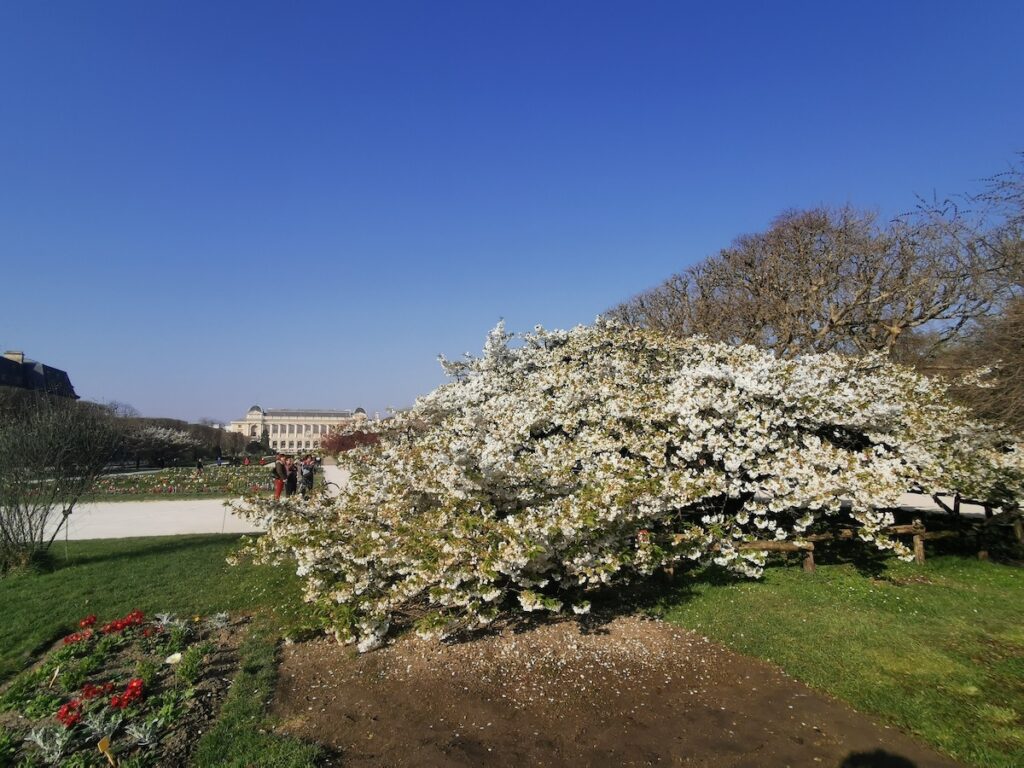 Sato Zakura old cherry tree Jardin des Plantes