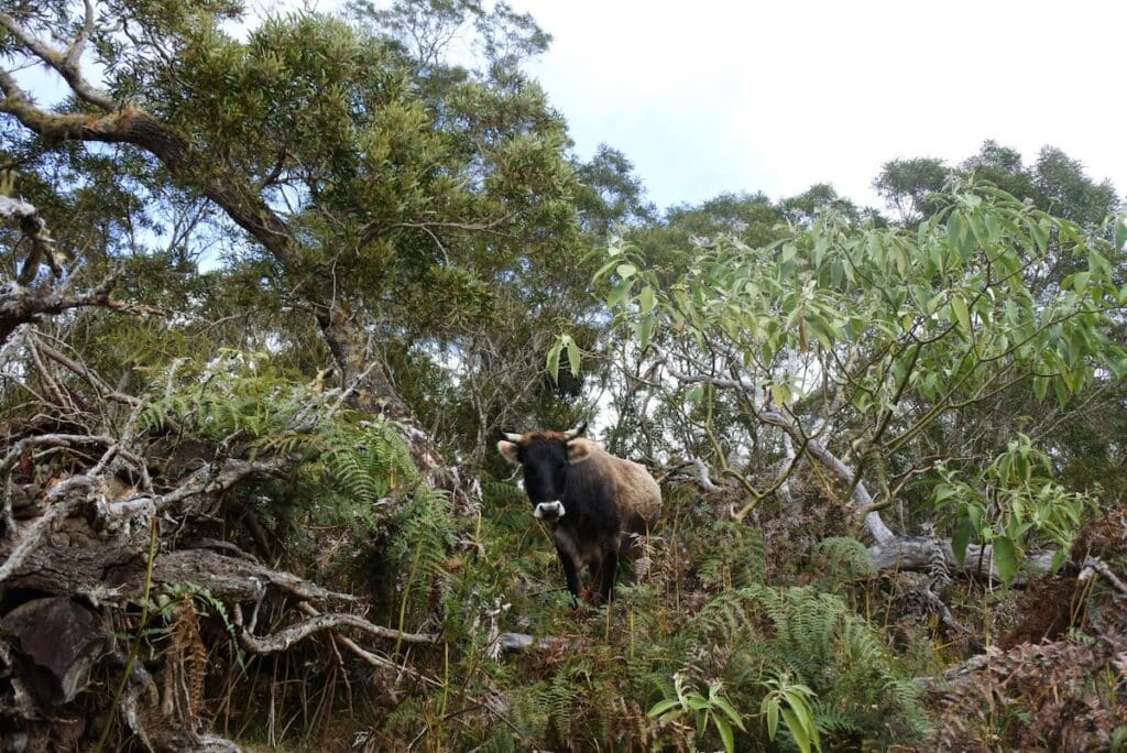 Boeuf dans la Forêt des Tamarins à Mafate