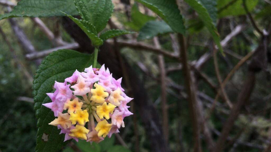 Fleur de Galabert à Mafate