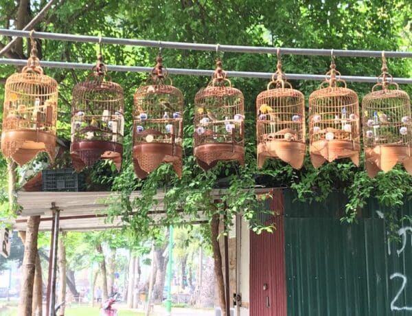 Oiseaux en cages dans un café à Hanoï