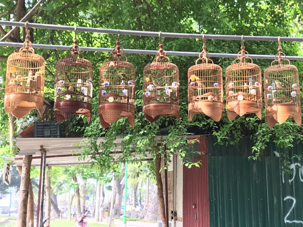 Oiseaux en cages dans un café à Hanoï