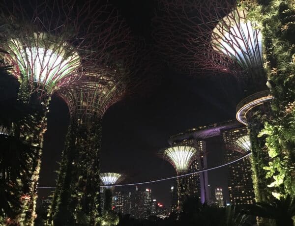 Photo en contre-plongée de Singapour la nuit, les supertrees surplombent les buildings éclairés.