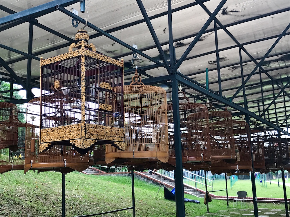 À Singapour au Kebun aru Birdsinging Club, les auvents protègent certaines cages à oiseaux et leurs protégés.