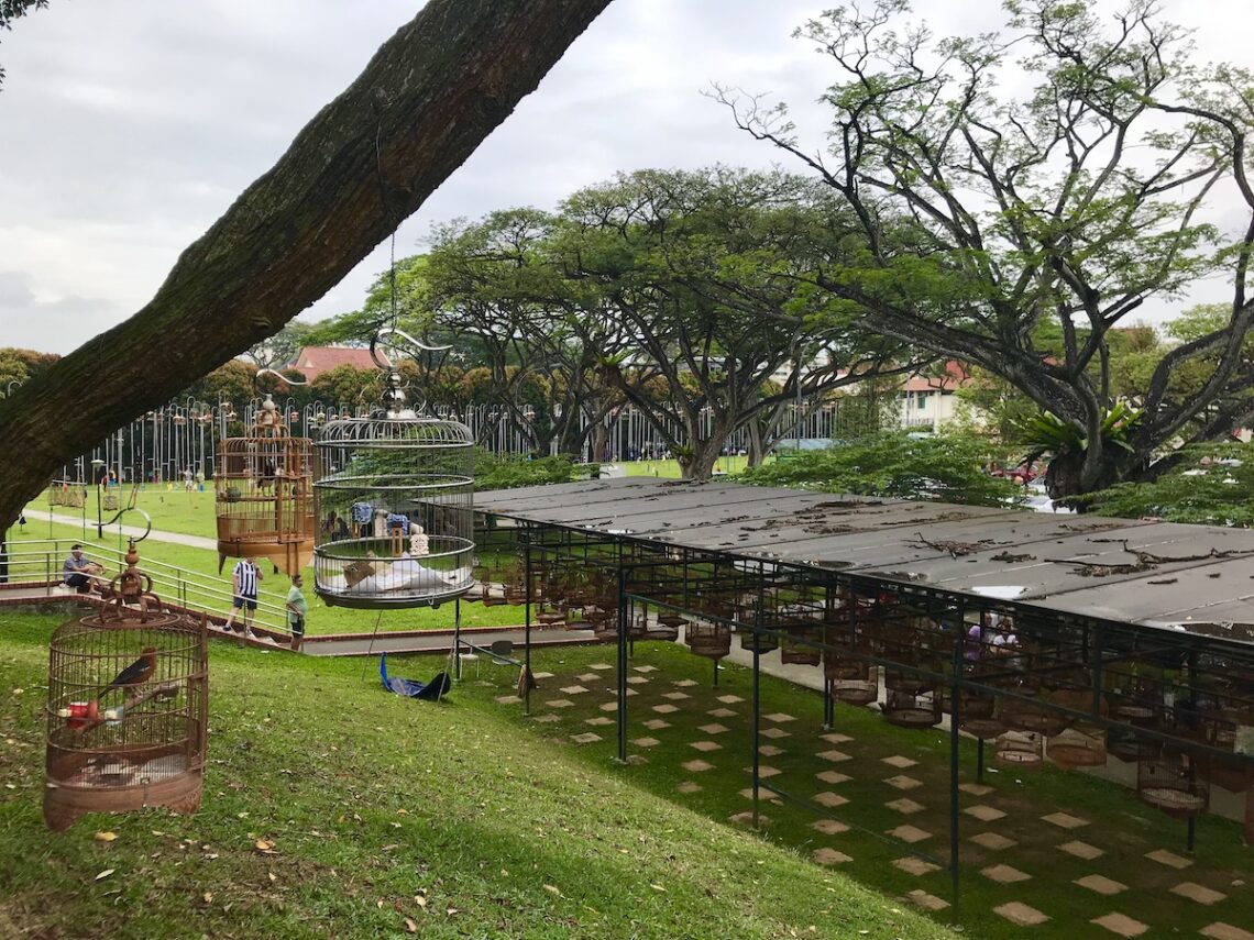 Vue générale du Kebun Baru Birdsinging Club de Singapour. On voit les auvents au premier plan, puis la forêt des cages montées sur des poteaux à l'arrière-plan.