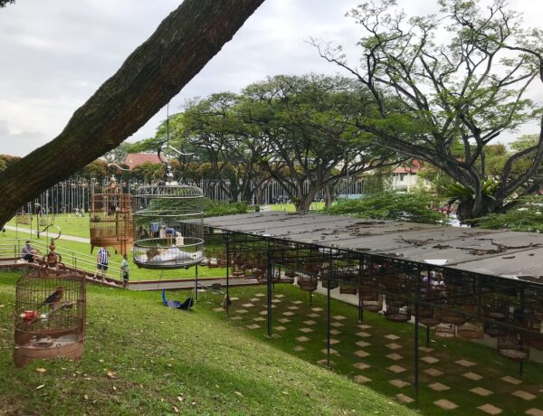 Vue générale du Kebun Baru Birdsinging Club de Singapour. On voit les auvents au premier plan, puis la forêt des cages montées sur des poteaux à l'arrière-plan.