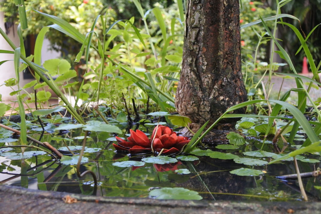 une grande fleur rouge de nénuphar dans un étang, vue de côté