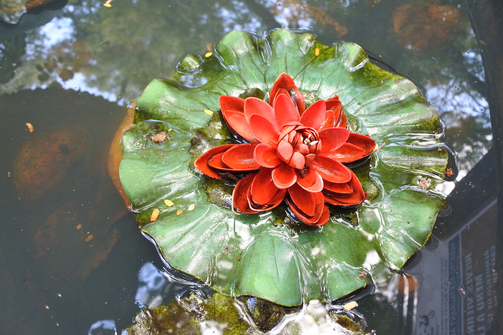 une grande fleur rouge de nénuphar dans un étang, vue d'en haut