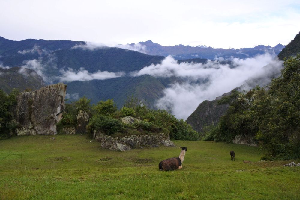 Un lama et des montagnes péruviennes au loins